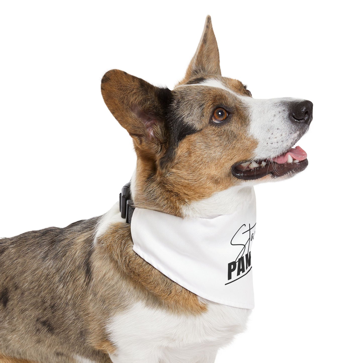 Stay Pawsitive Pet Bandana Collar | Cute Dog Accessory for Happy Pets, Dog Gifts, Pet Fashion, Fun Dogwear