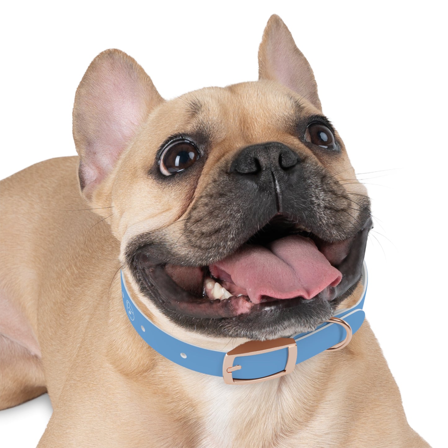 PurePaws | Hundehalsband für kleine & große Hunde - Personalized Pet Accessory, Customizable Dog Gear, Perfect for Dog Lovers, Gift for Pet Owners