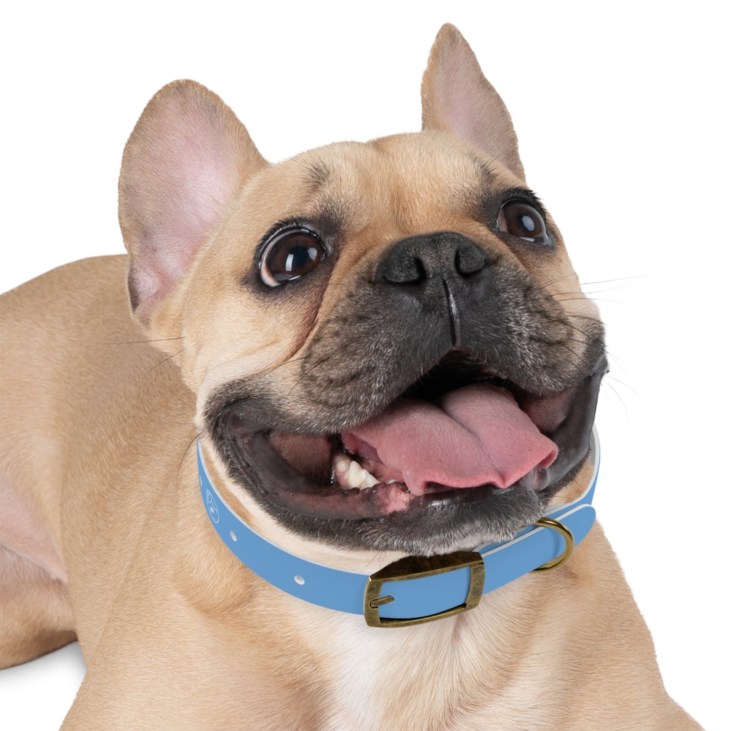 PurePaws | Hundehalsband für kleine & große Hunde - Personalized Pet Accessory, Customizable Dog Gear, Perfect for Dog Lovers, Gift for Pet Owners